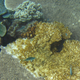 Illustration for article titled The Worlds Coral Reefs Might Be Dying of Herpes